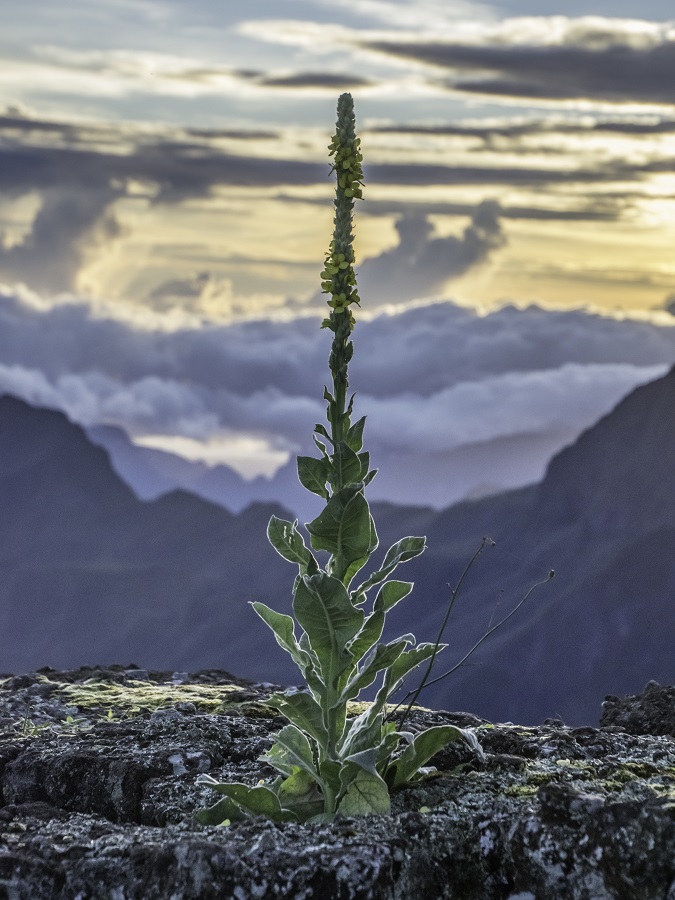 La Réunion (161).jpg