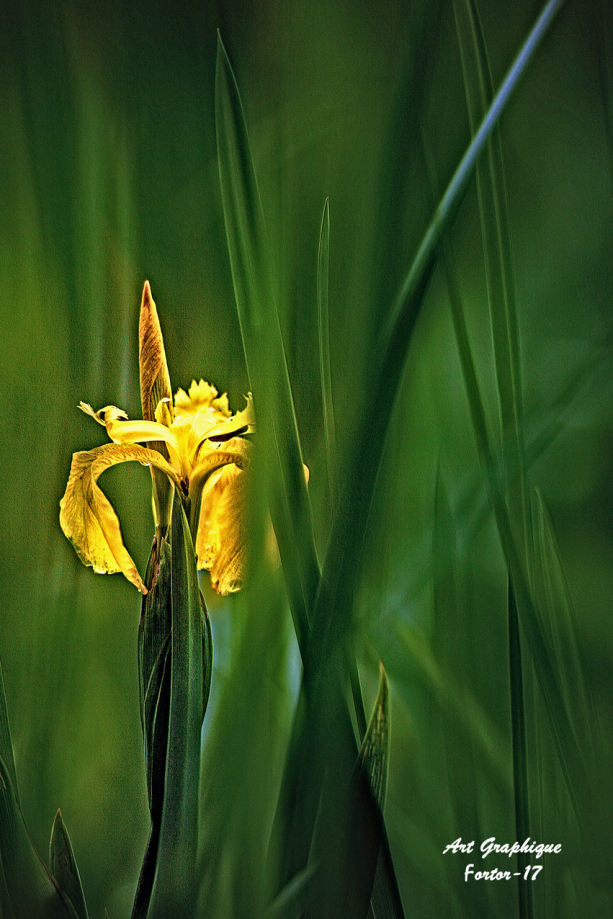 5- 9460. Iris des marais-F.jpg