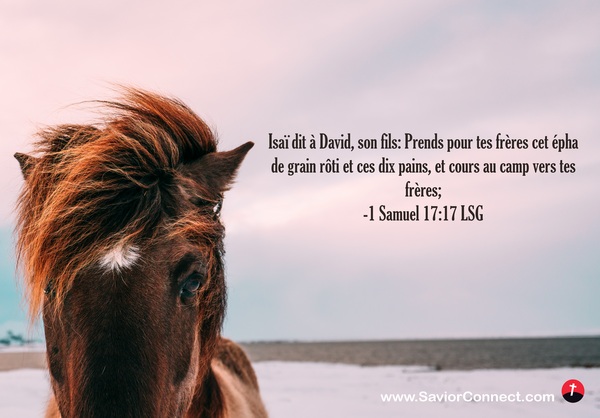 7636-scriptures-horse-lsg-1-samuel-17-17_preview