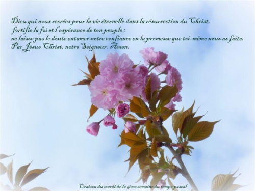 fleurs-arbres-fruitiers-citations.jpg