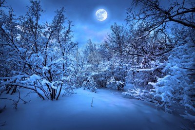 12246846-nuit-au-clair-de-lune-dans-les-bois-pour-l-39-hiver.jpg