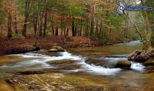 riviere-dans-le-bois-pierres-ruisseau-automne-125968.jpg