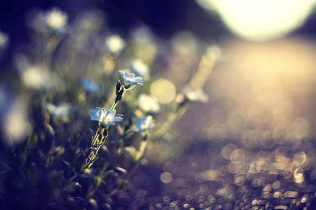 167235__grass-plants-flowers-blue-land-road-track-rocks-nature-light-sun-glare-blurred-close-up_p.jpg