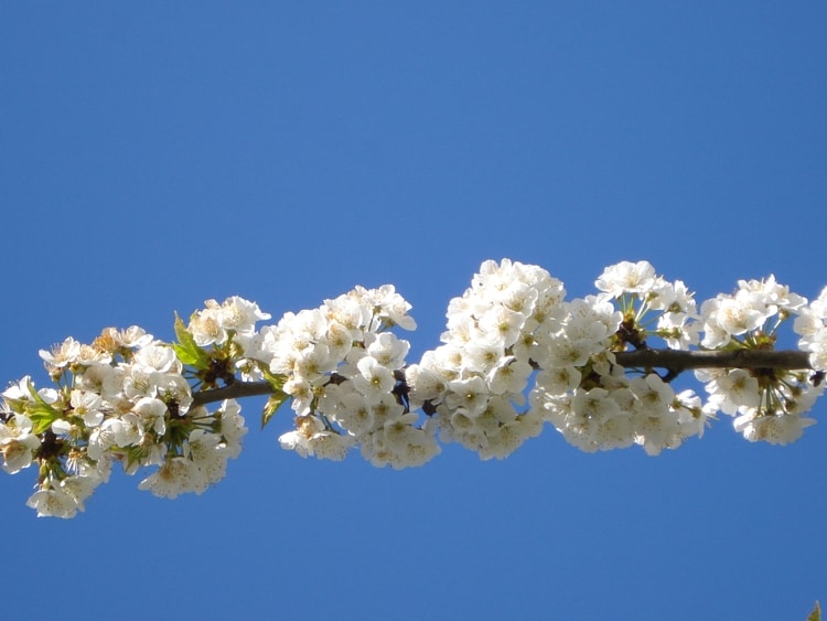 branche-en-fleurs-de-cerisier-dans-le-ciel-d-azur-1132936995-1197918.jpg