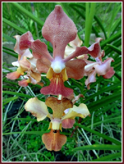 ferme orchidées (20).JPG