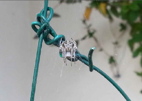 araignée.1.jpg