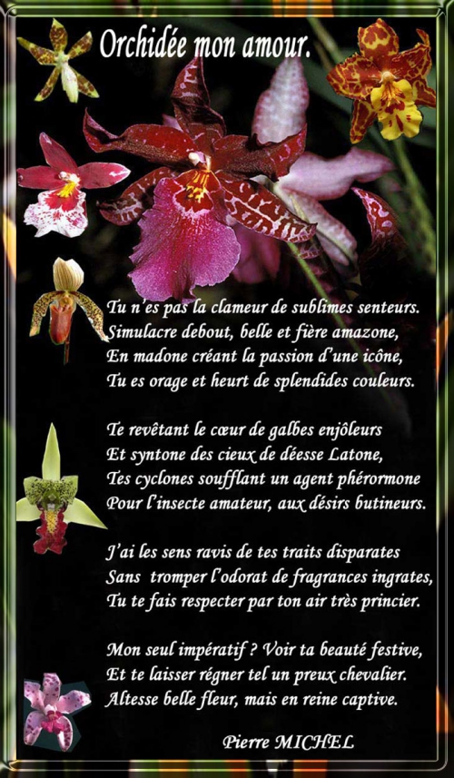 51_SONNET_Orchidée mon amour.jpg