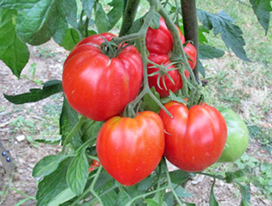 tomates 2018.JPG