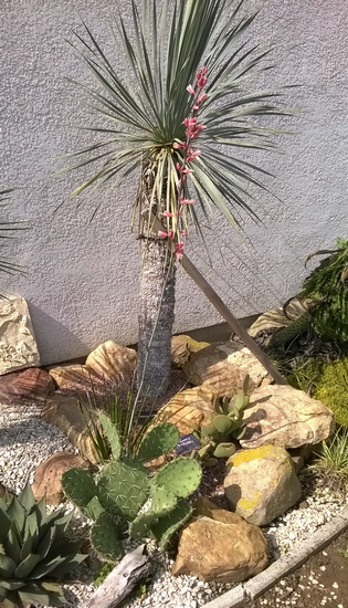 hesperaloe parviflora.png