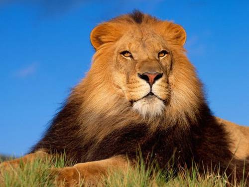 lion majestueux.jpg