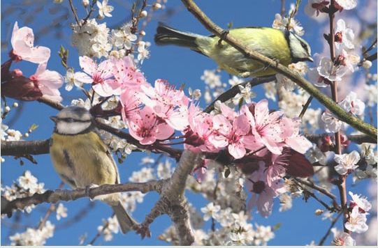 arbre en fleurs et oiseaux.jpg