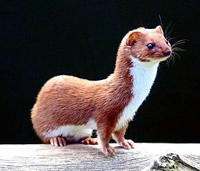 290px-Mustela_nivalis_-British_Wildlife_Centre-4.jpg