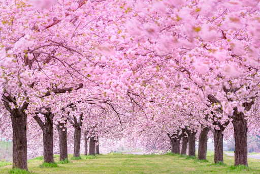cerisiers en fleurs.jpg