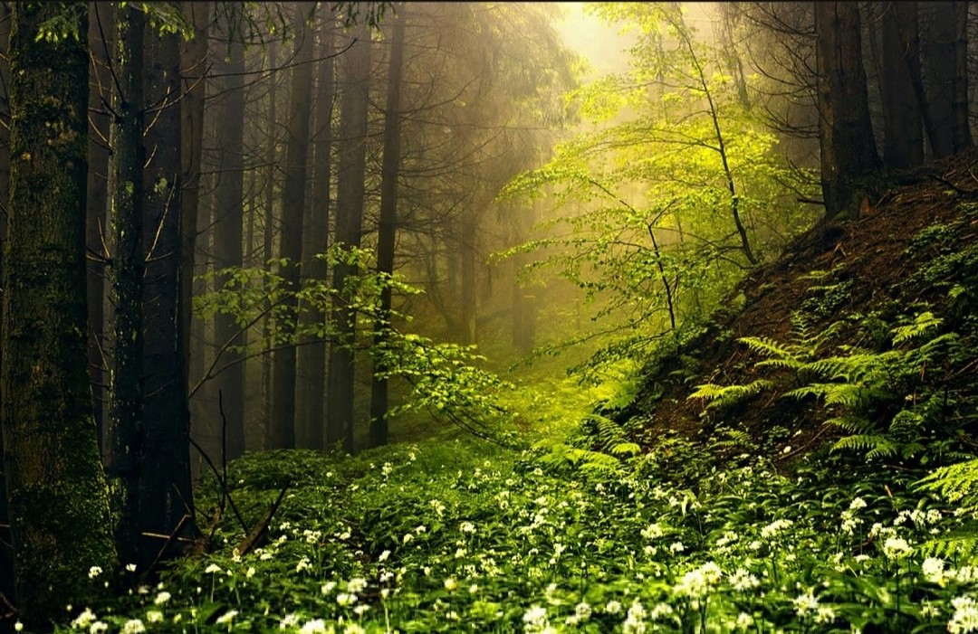 photo forêt au printemps.jpg