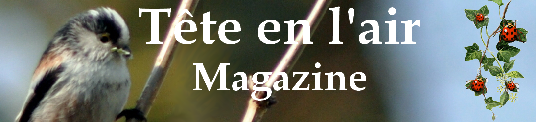 Tete en l\'air ~ Magazine