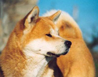 akita-inu2.jpg