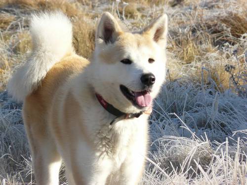 akita- inu.JPG