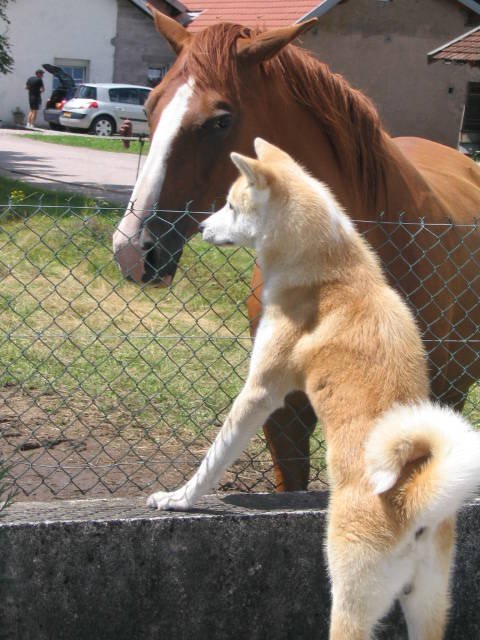 akita-inu4.jpg