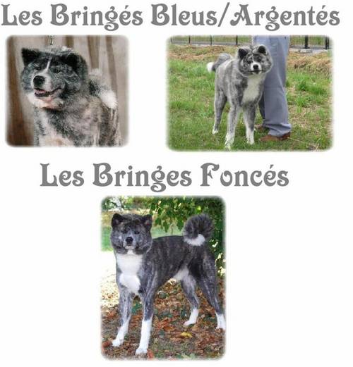 akita robe bringes bleu_argenté foncé.jpg