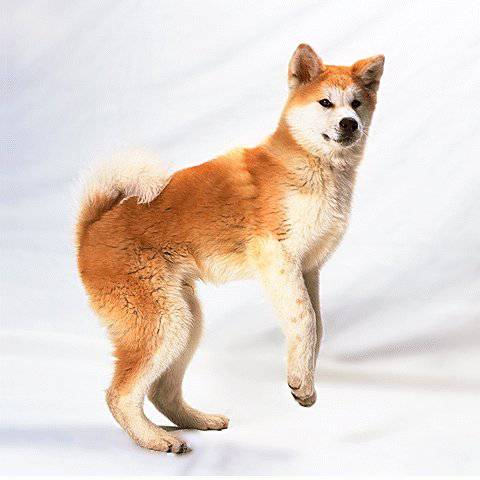 akita debout.jpg