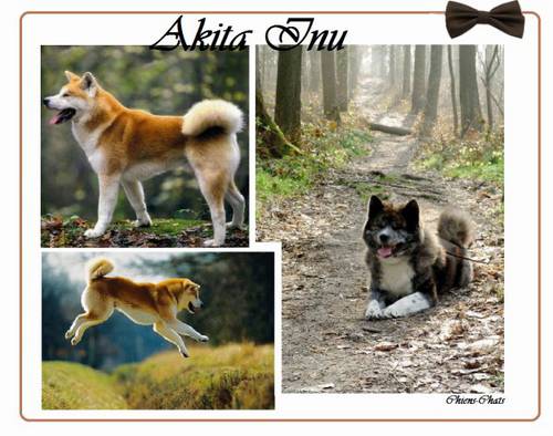 akita bienvenue.jpg