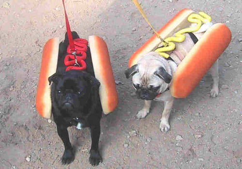 animaux-chiens-hot-dogs_135.jpg
