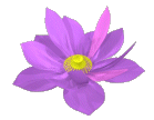 fleur lotus.gif