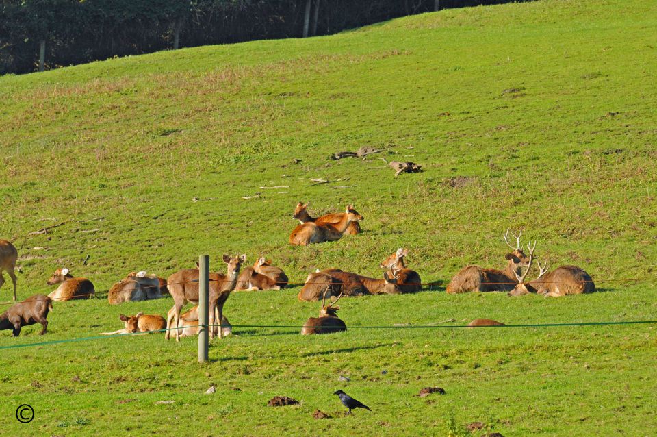 Les animaux on les aiment