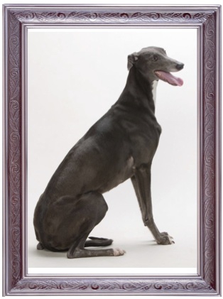 Greyhound.jpg