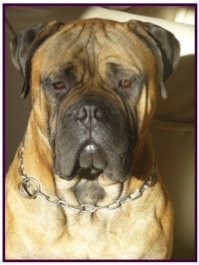 Bullmastiff1.jpg