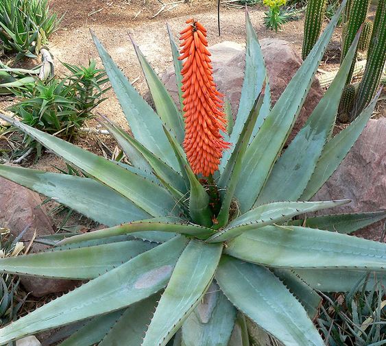 suedois aloes.JPG