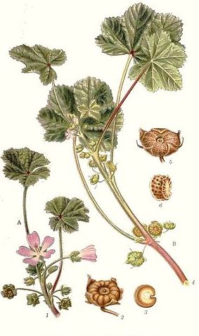 Malva rotundifolia 3.JPG