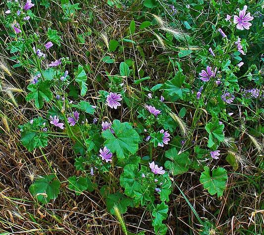 La grande mauve 2.JPG