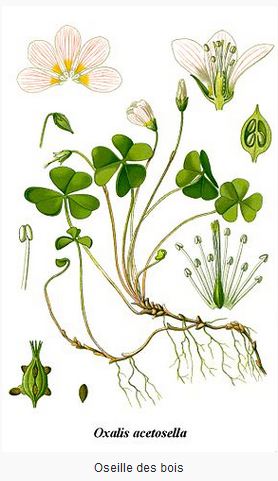 Oseille oxalis acetosella oseille des bois.JPG