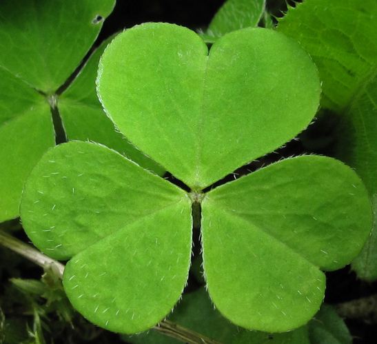 oseille feuille oxalis.JPG