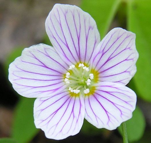 oseille fleur d'oxalis.JPG