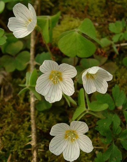 oseille oxalis.JPG