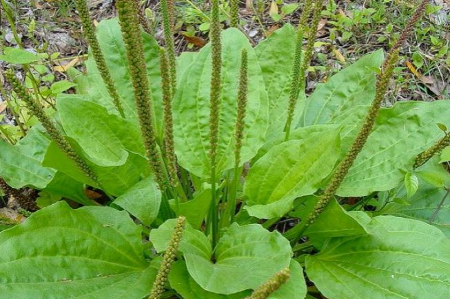 Plantain 3.JPG