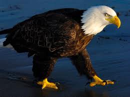 walking eagle.jpg