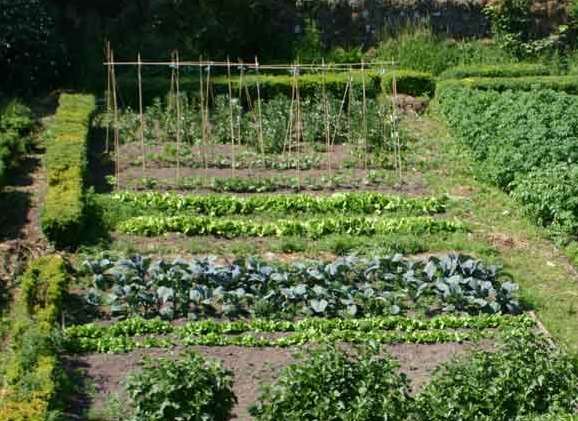 jardin-potager.jpg