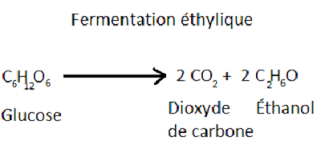 fermentation formule.png