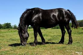 percheron.jpg