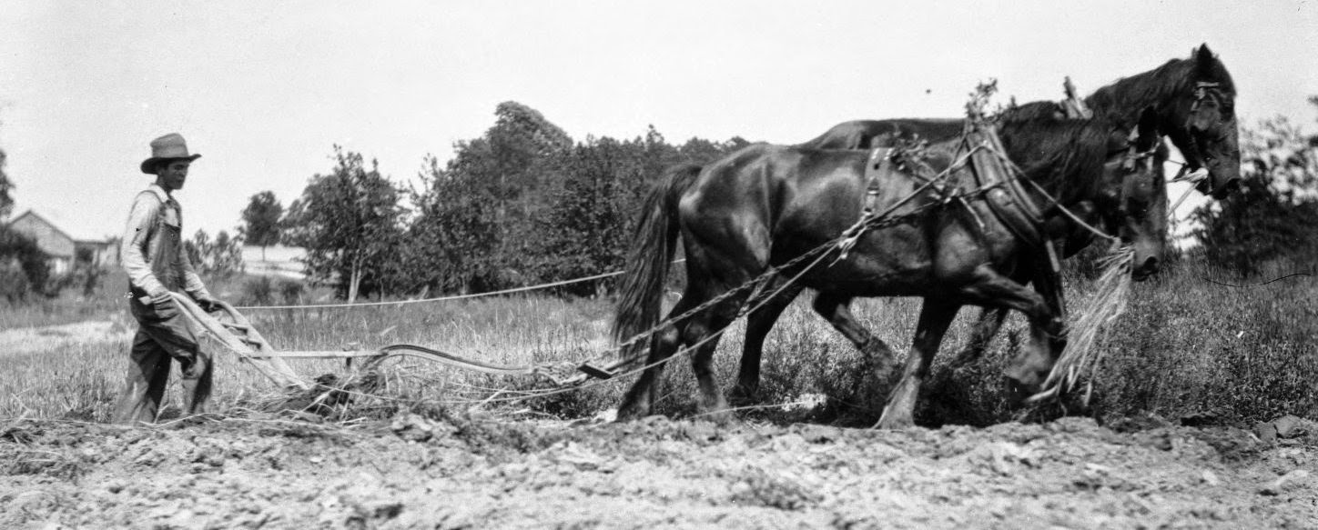 Joson et ses chevaux-2.jpg