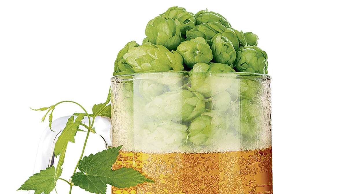 houblon.jpg