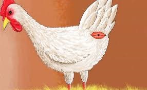 cul de poule.jpg