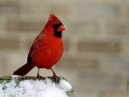 cardinal oiseau.jpg