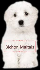 Bichon Maltais.jpg