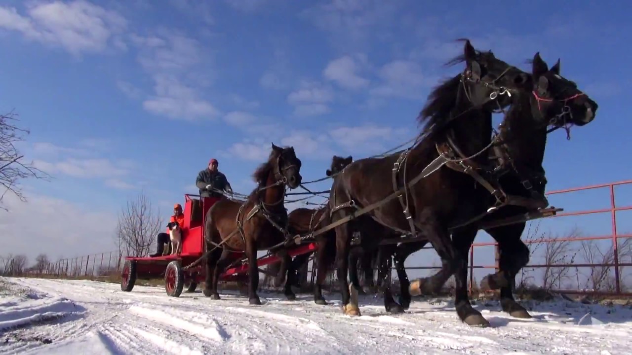 5-attelage 4 chevaux.jpg