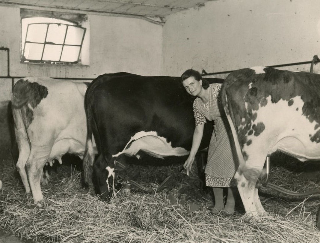 12-Marie Larouche et les vaches.jpg