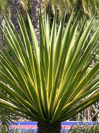 Entretien de vos plantations